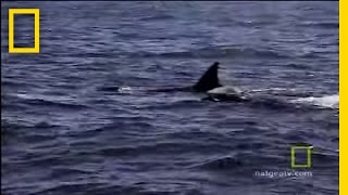 Animals Attack Killer Whale vs Sea Lion  National Geographic [upl. by Notlehs788]