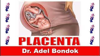 Placenta Dr Adel Bondok [upl. by Lucilia22]