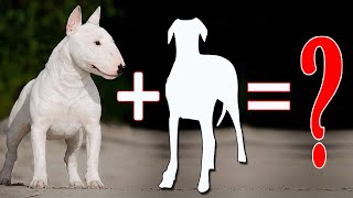 8 Amazing Bull Terrier Mixes That Will Mel  Bull Terrier Cross Breeds [upl. by Ariahaj]