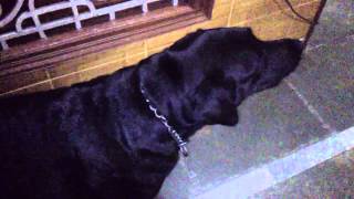 LABRADOR BARKING SOUND [upl. by Nodla]