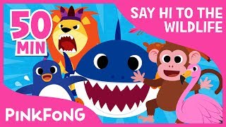 Welcome to Safari  Animal Songs   Compilation  Pinkfong Songs for Children [upl. by Barbette297]