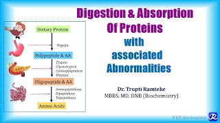 1 Digestion amp absorption of proteins  Amino Acid Metabolism  Biochemistry  NJOY Biochemistry [upl. by Carol28]