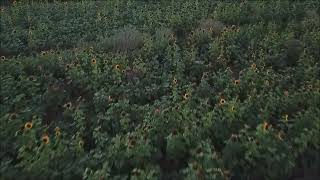 sunflower fields near Peterborough [upl. by Idnaj400]