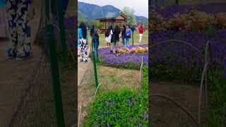 tulip gradan kashmir srinagar eidmubarak newvideo reels eid reels [upl. by Harrat]