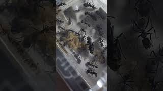 Camponotus singularis №6 antsminsk муравьи camponotus муравьинаяферма формикарий [upl. by Aihsenot]