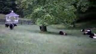 Belted Galloways  White Sulphur Farm [upl. by Netsriik]