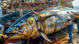 Yellowfin Tuna Fishery Modern Technology Harvests Billions of Yellowfin Tuna Every Year [upl. by Einotna]