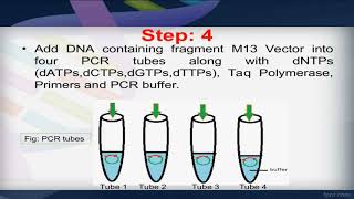 Sanger method of DNA sequencing step by step [upl. by Torrie]