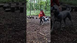 Training im Wald hundetraining schnauzer [upl. by Atterg]