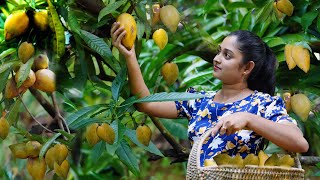 Freshly Harvested Egg Fruits We Made Sweet and Creamy Egg Fruit Pudding And Canistel Fruit juice [upl. by Alra]