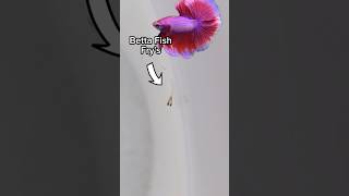 Surprising update of betta fish  How to hatch Brine Shrimp  BBS aquariumshortsBBSvideo [upl. by Roxana]