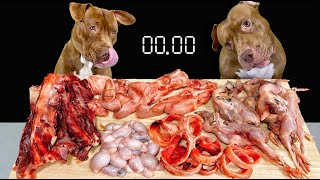 Best ASMR Dog In The World PITBULL EATING RAW FOODS [upl. by Nwahsir]