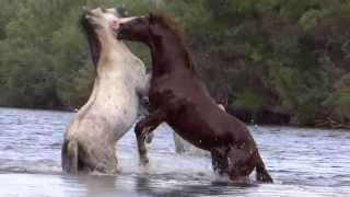 Stallions fighting to keep their mares Full April Moon2013 [upl. by Onaireves791]