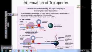 Tryptophan operon [upl. by Mylander191]