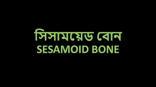 Sesamoid bone Prof Dr Md Ashfaqur Rahman [upl. by Corbin]