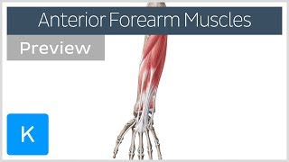 Muscles of the anterior compartment of the forearm preview  Human Anatomy  Kenhub [upl. by Red]