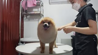 Pomeranian dog hair trimming The cutest POM dog in the world [upl. by Assil747]