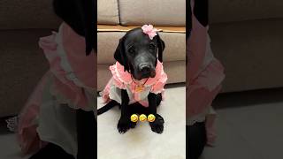 He Makeover His Cutest Dog shortsvideo [upl. by Emili]