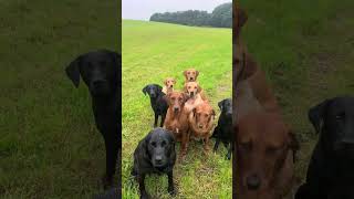 slingley​​ gundogs Sikka and Piper out with the girls puppies labradorretriever blacklab [upl. by Yecnahc]