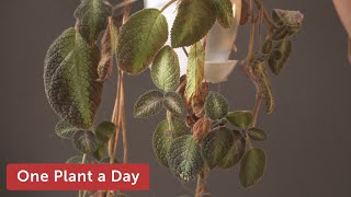 Episcia cupreata Flame Flower Houseplant Care—85 of 365 [upl. by Asare]