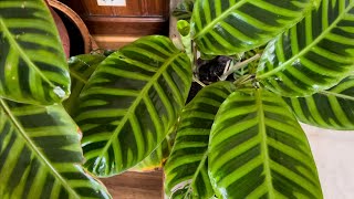 Repotting of Calathea Zebrina Plant [upl. by Rahs543]