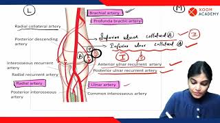 Elbow Anastomosis  Human Anatomy lecture  Xoom Academy [upl. by Aettam]