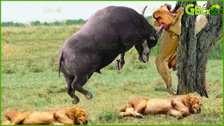 30 Chases Of Wild Buffalo vs Lion The Hunter Fails Before The Ferocious Prey  Animal Fights [upl. by Ttehc332]