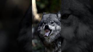 Angry wolves fight wildanimals shorts wolf [upl. by Idnat]