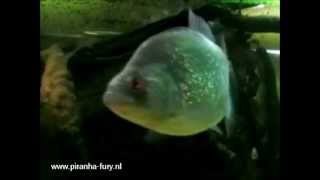 Piranhafurynl  Serrasalmus compressus [upl. by Ahsias]