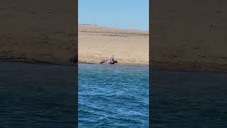 Coyotes Nabs A Sunbathing Seal Pup [upl. by Nolana559]