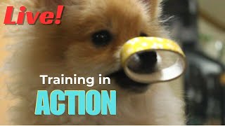 Pomeranian Dog Basic training [upl. by Nyleaj208]