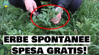 SPESA GRATIS le ERBE SPONTANEE  RAPE ma non solo BIETA SENAPE SULLA TARASSACO MALVA ORTICA [upl. by Aivun]