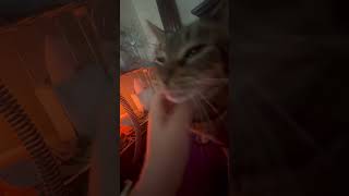 Mr T Cat ASMR Advice “Make it a good Day” Music [upl. by Lenehc666]