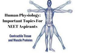 Contractile Tissue and Muscle Proteins Human Physiology Part 1 [upl. by Kally]