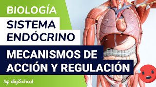 Sistema endocrino  Mecanismos de acción y regulación hormonal  Biología  digiSchool [upl. by Amoritta]