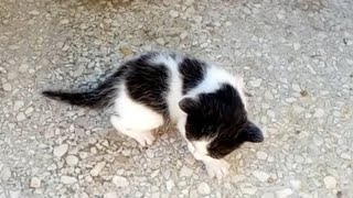 Vidéos de chatons trop mignons [upl. by Adnarrim]