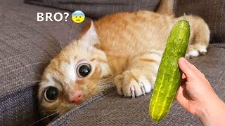 Try Not To Laugh Animals  Funniest Cat  Dogs Videos 66  Funny Animal Videos [upl. by Aciemaj471]