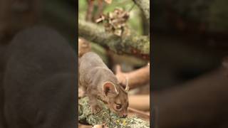 Fossa are Carnivores Mammals fossa animals facts wildlife monkey [upl. by Fulks560]