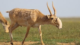 Saiga Antelope  Animal of the Week [upl. by Itsrejk]