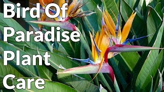 Bird Of Paradise Plant Care Tips  Joy Us Garden [upl. by Etnahs]