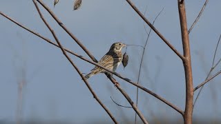 Vesper Sparrow peeps softly as wind picks up and Bagpods rattle [upl. by Murvyn173]