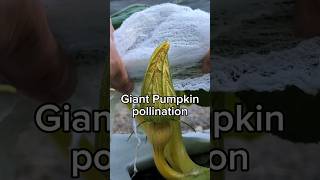 Hopefully this will weigh 100 lbs in 3 weeks 🎃 asmr gardening plants vegetables pumpkin garden [upl. by Aimerej]