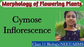 Cymose Inflorescence  Ch5 Morphology of Flowering Plants  Class 11 Biology NEET AIIMS [upl. by Hugh631]