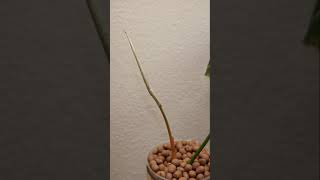 Philodendron Gloriosum Time Lapse [upl. by Aihtniroc]