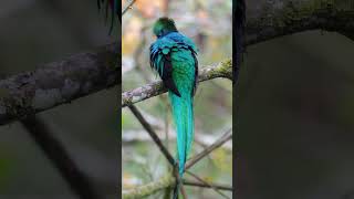 Resplendent quetzal bird sound [upl. by Seafowl]