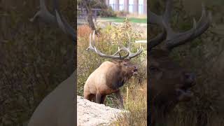 Bull Elk Bugling in Estes Park Colorado [upl. by Graehme]