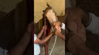 Nasogastric intubation in horses 🐎 pipe method shortsfeed horselover trendingshorts viralshort [upl. by Enelec258]