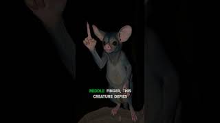 AyeAye – Madagascar’s Mysterious Night Stalker shortvideos viralreels viralvideo animals [upl. by Essilem702]