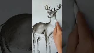 How to draw a deer art of white deer realistic sketch of deer shorts [upl. by Ardnassela4]