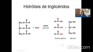 beta oxidación [upl. by Taggart]